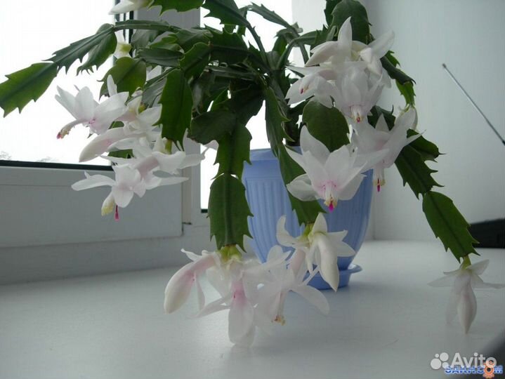 Декабрист, Рипсалидопсис