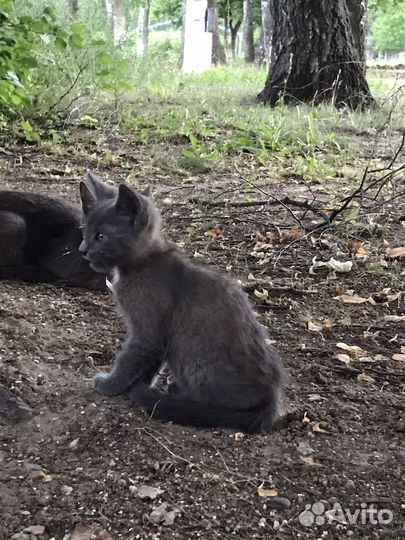 Котёнок