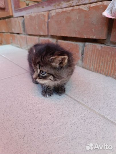 Котята 1,5 мес девочки