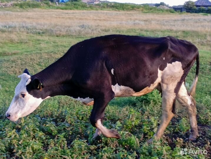 Корова дойная молочная
