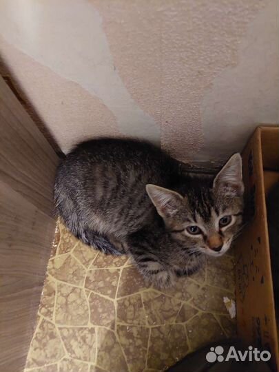 Котёнок Мальчик