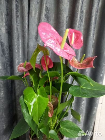 Антуриум Калифорния