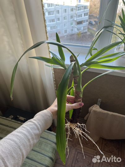 Пальма юкка (без горшка) 30 см