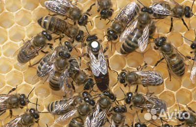 Пчеломатки Карника.Карпатка.Украинская степ. 2023