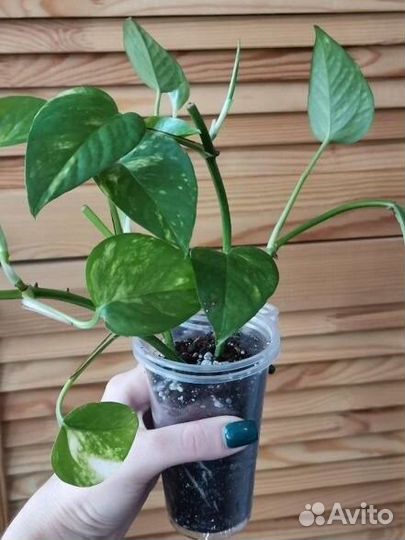 Эпипремнум