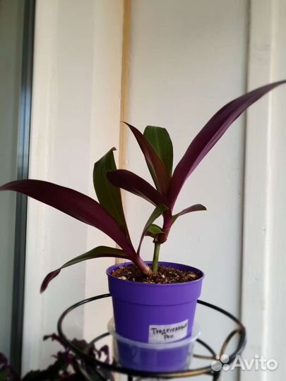 Традесканция рео