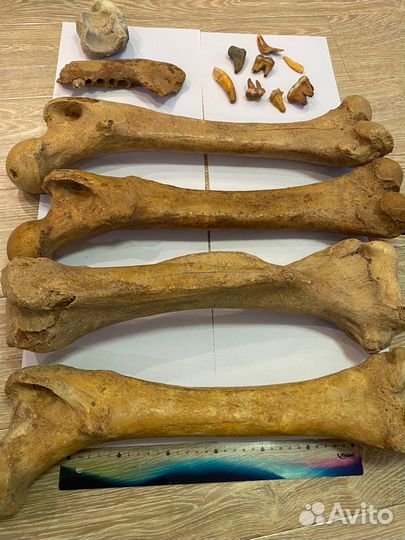 Останки пещерного м