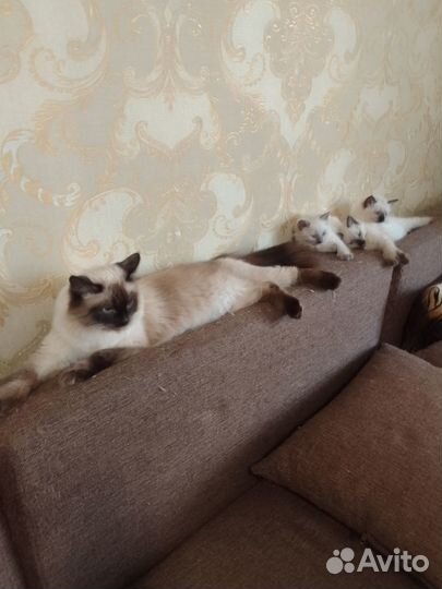 Котята невские маскарадные