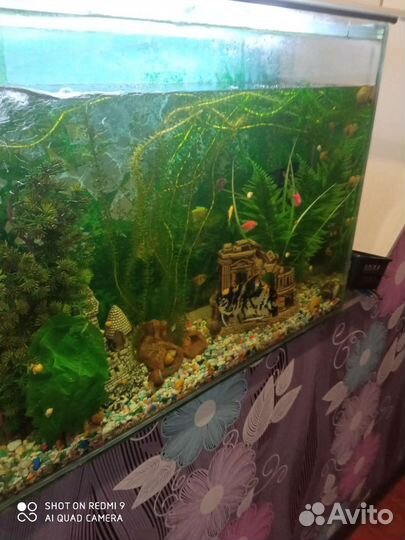 Аквариум с рыбками