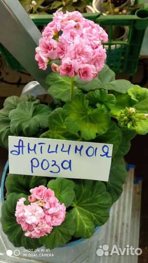 Пеларгония герань сортовая