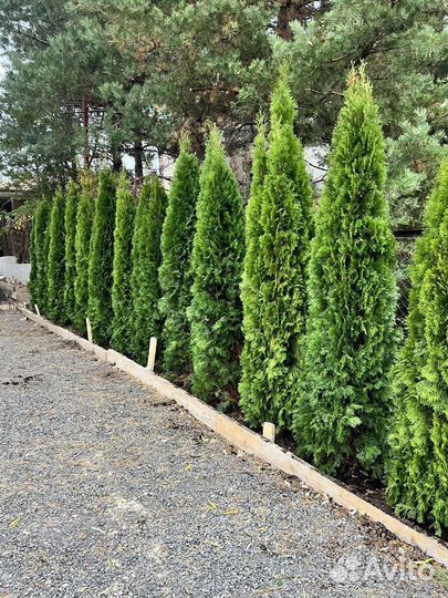 Туя Смарагд с бесплатной доставкой