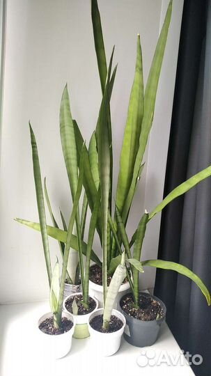 Сансевиерии разные