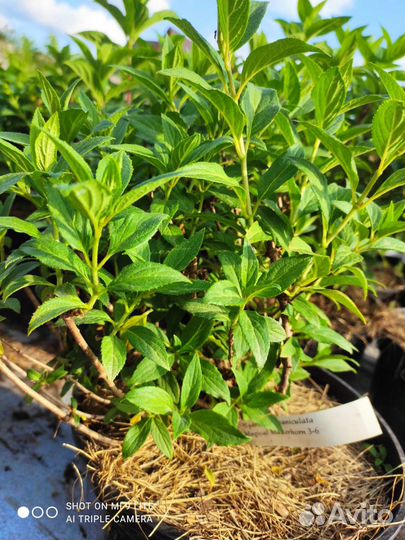 Гортензии метельчатые