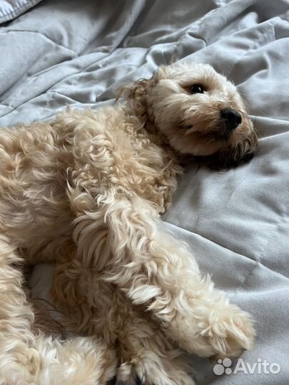 Мальчик мальтипу на вязку