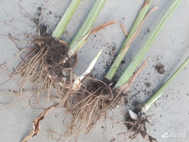 Канны Штутгарте