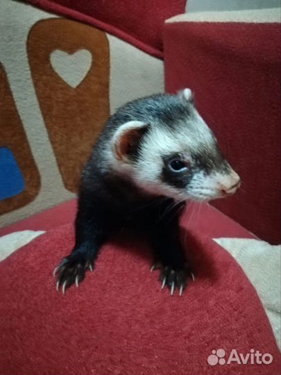 Продам домашнего хорька