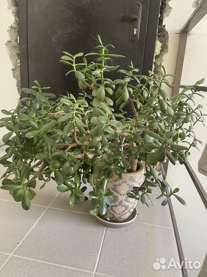 Толстянка денежное дерево