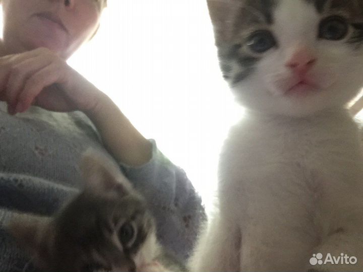 Котятам нужна помощь