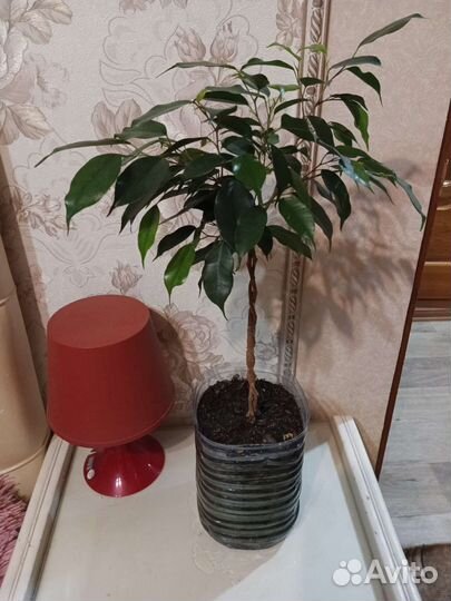 Плетёные фикусы