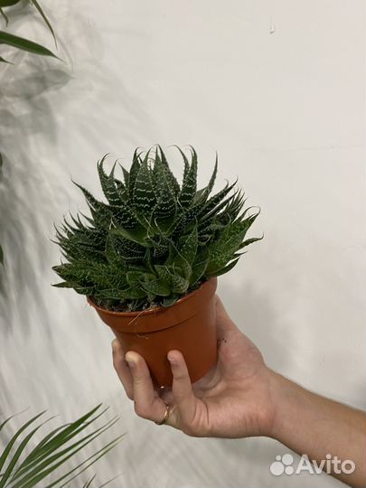 Алоэ Аристата