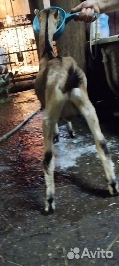 Козы ламанча