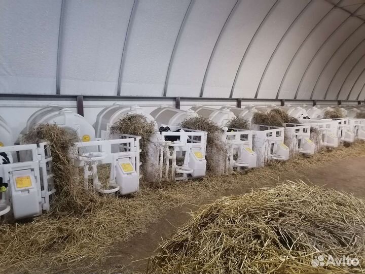 Телята бычки