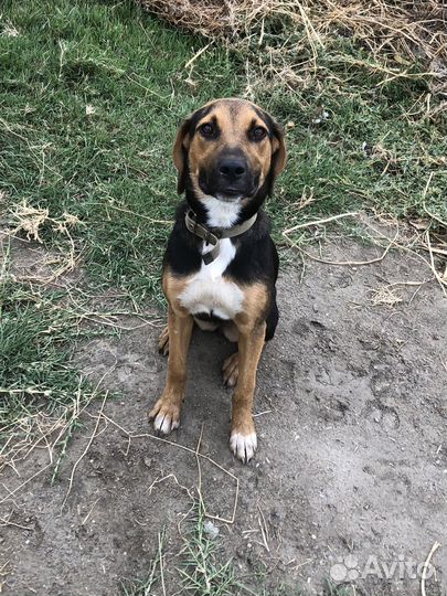 Русская гончая