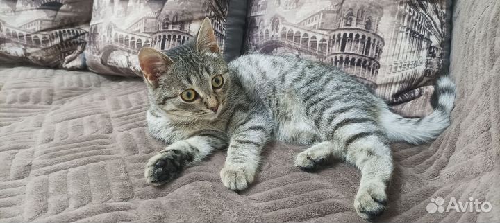 Котенок в добрые руки