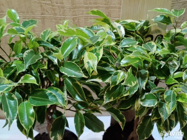 Фикус бенджамина экзотика