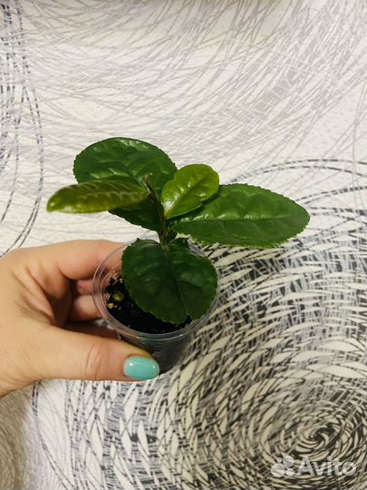 Камелия китайская или чайный куст