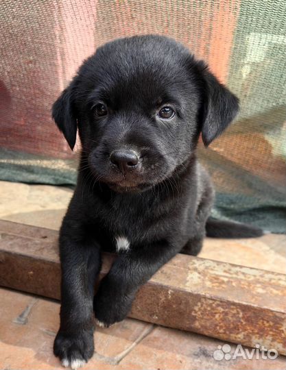 Щенок в добрые руки бесплатно