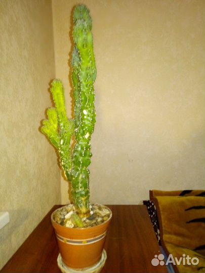 Церус перуанус. Кактус