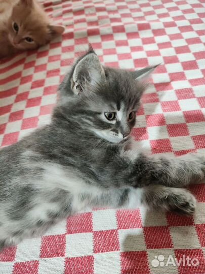 Кошка в дар