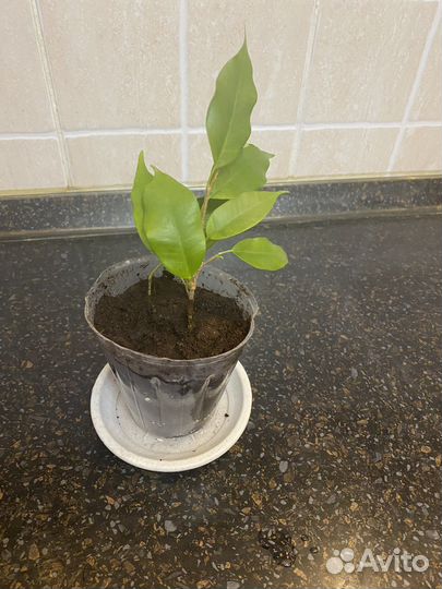 Фикус бенджамина