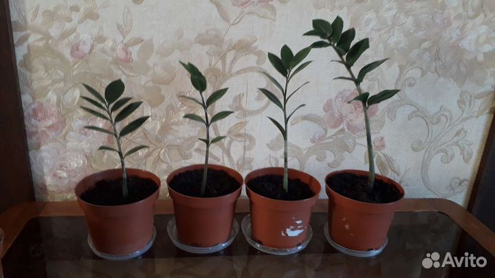 Замиокулькас