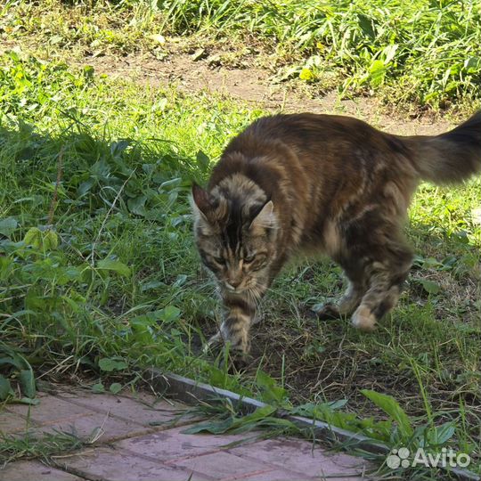 Кошка мейн-кун