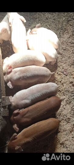 Поросята, Свиноматки супоростные, хряк