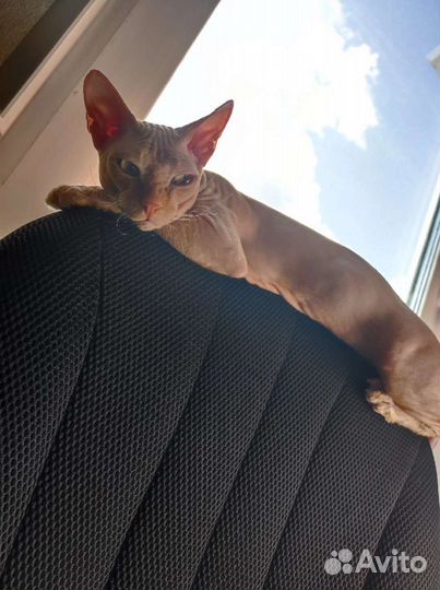 Кошка в дар