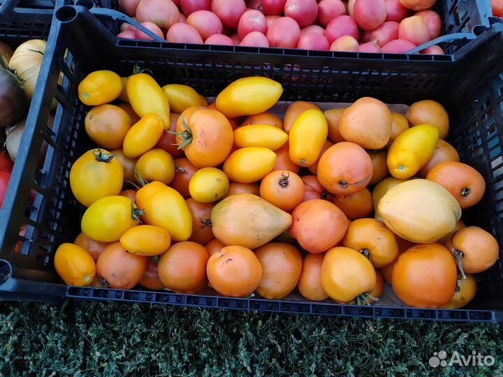 Помидоры домашние