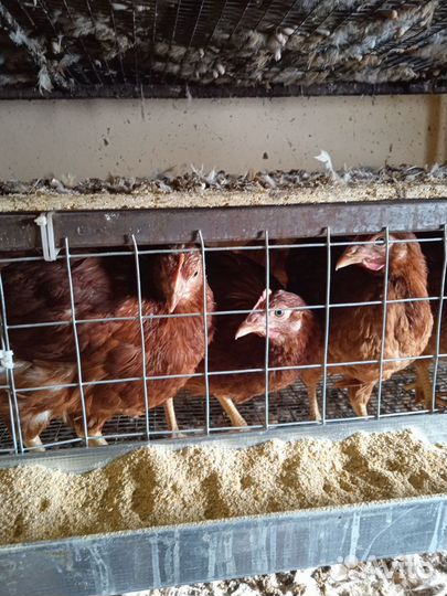 Курочки молодки