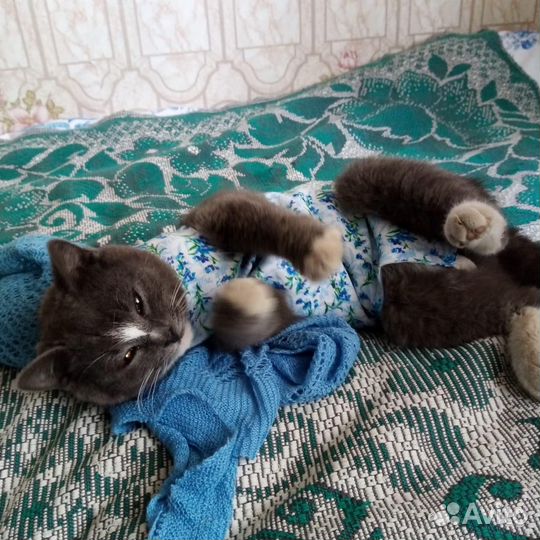 Кошка в дар