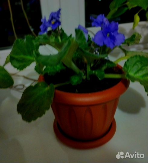 Комнатные растения цветы