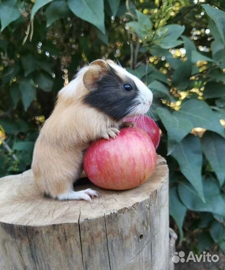 Разные морские свинки