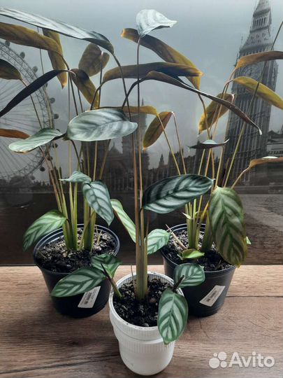 Калатея ктенанта