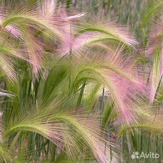 Злак ячмень гривастый