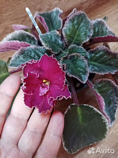 Фиалка взрослая