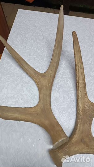 Рога лося