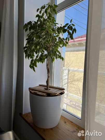 Фикус бенджамина пестролистный