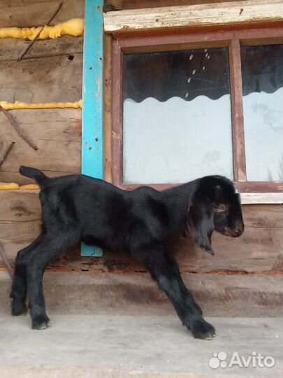 Коза нубийская