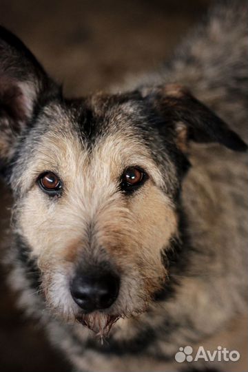 Терьеристая Эсса ищет дом